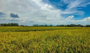 Strategi Kementan Tingkatkan Produksi Lewat Budidaya Padi Ramah Lingkungan