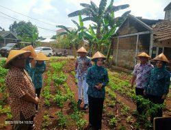Lomba Pemanfaatan Lahan Pekarangan Desa Cimanggis Sebagai Sumber Ketahanan Pangan