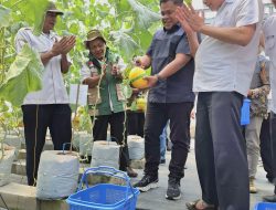 Hadirkan Harapan Baru di Desa Winong: PLN UIP JBTB dan Karang Taruna Sukses Panen Perdana 600 Buah Melon New Kinanti Hidroponik