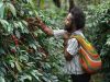 Moment Hari Buruh, PLN Peduli Bantu Kopi Tiom Papua Tembus Pasar Nasional dan Tingkatkan Penghasilan Petani