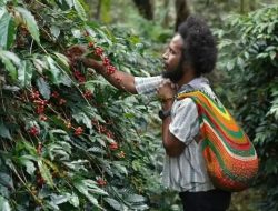 Moment Hari Buruh, PLN Peduli Bantu Kopi Tiom Papua Tembus Pasar Nasional dan Tingkatkan Penghasilan Petani