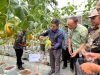Wujudkan Ketahanan Pangan, PLN UIP JBTB Salurkan Bantuan Program TJSL untuk Petani Milenial Melon di Winong Boyolali