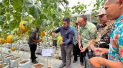 Wujudkan Ketahanan Pangan, PLN UIP JBTB Salurkan Bantuan Program TJSL untuk Petani Milenial Melon di Winong Boyolali