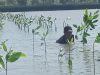 Prestasi PLN UIP JBTB dalam Peringatan Hari Bumi, PLN UIP JBTB Hijaukan Pesisir Gresik Lewat Penanaman 20.000 Bibit Mangrove