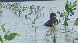 Prestasi PLN UIP JBTB dalam Peringatan Hari Bumi, PLN UIP JBTB Hijaukan Pesisir Gresik Lewat Penanaman 20.000 Bibit Mangrove