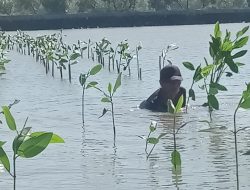 Prestasi PLN UIP JBTB dalam Peringatan Hari Bumi, PLN UIP JBTB Hijaukan Pesisir Gresik Lewat Penanaman 20.000 Bibit Mangrove