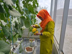 Hadirkan Harapan Baru di Desa Winong: PLN UIP JBTB dan Karang Taruna Sukses Panen Perdana 600 Buah Melon New Kinanti Hidroponik