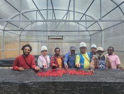 Moment Hari Buruh, PLN Peduli Bantu Kopi Tiom Papua Tembus Pasar Nasional dan Tingkatkan Penghasilan Petani