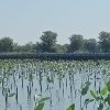 Prestasi PLN UIP JBTB dalam Peringatan Hari Bumi, PLN UIP JBTB Hijaukan Pesisir Gresik Lewat Penanaman 20.000 Bibit Mangrove