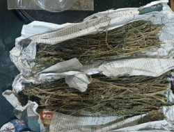 Polres Lahat Amankan Tersangka Jaringan Narkotika Jenis Ganja
